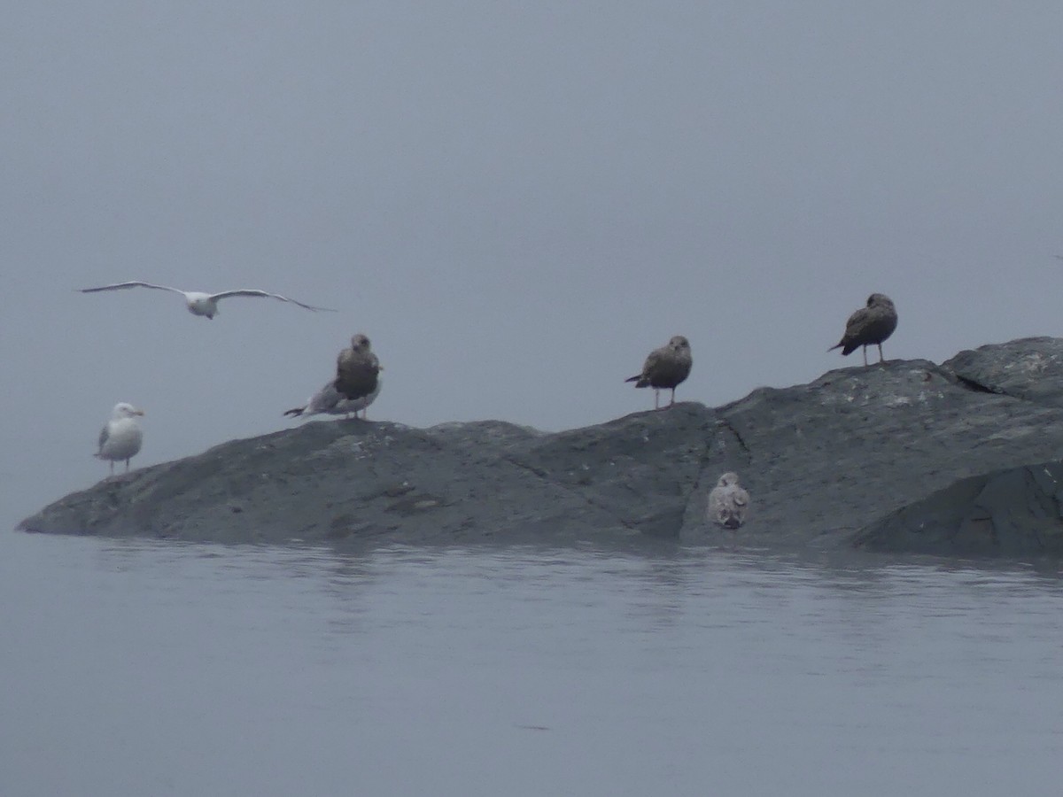 Herring Gull - André BERNARD