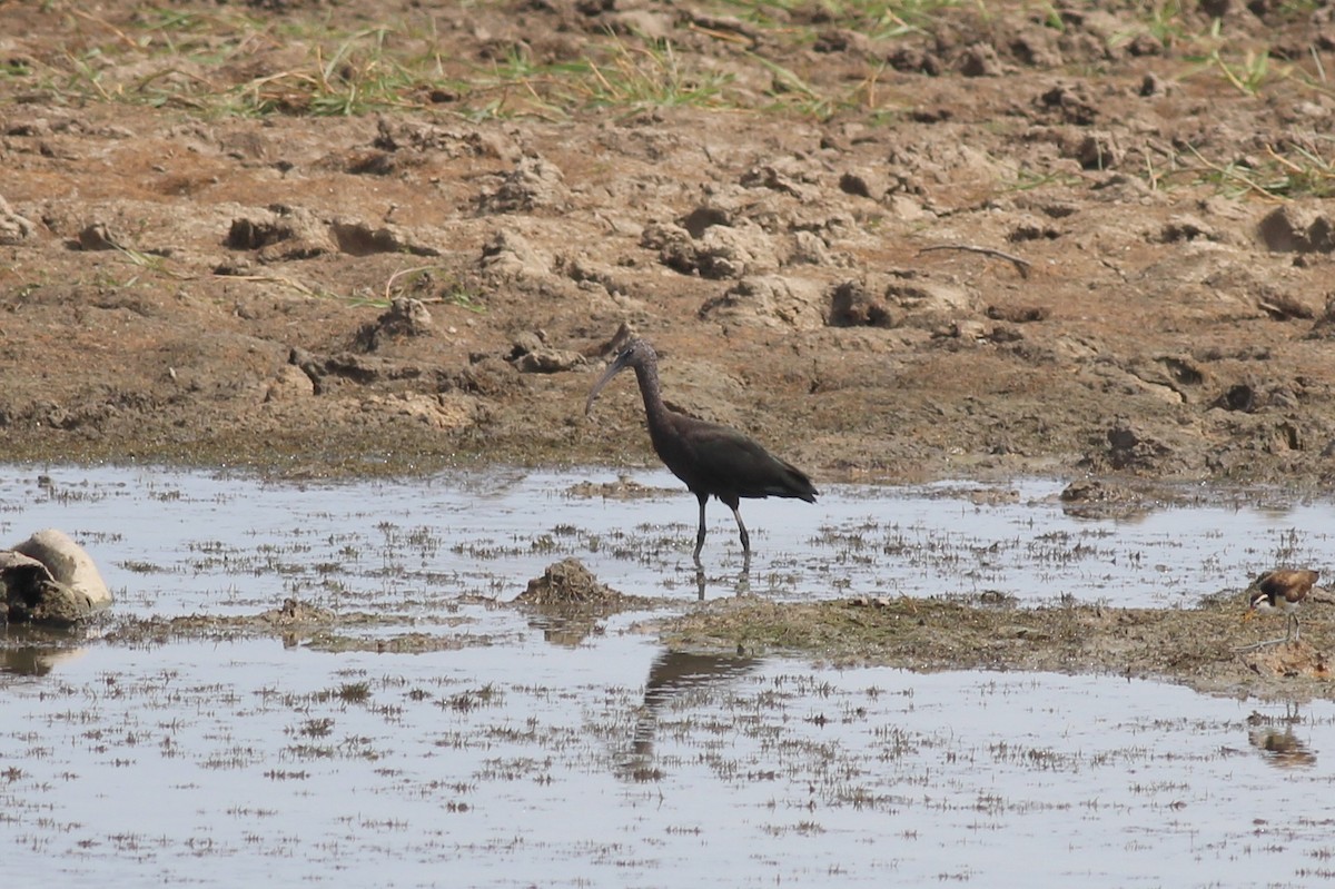 Green Ibis - ML175575221