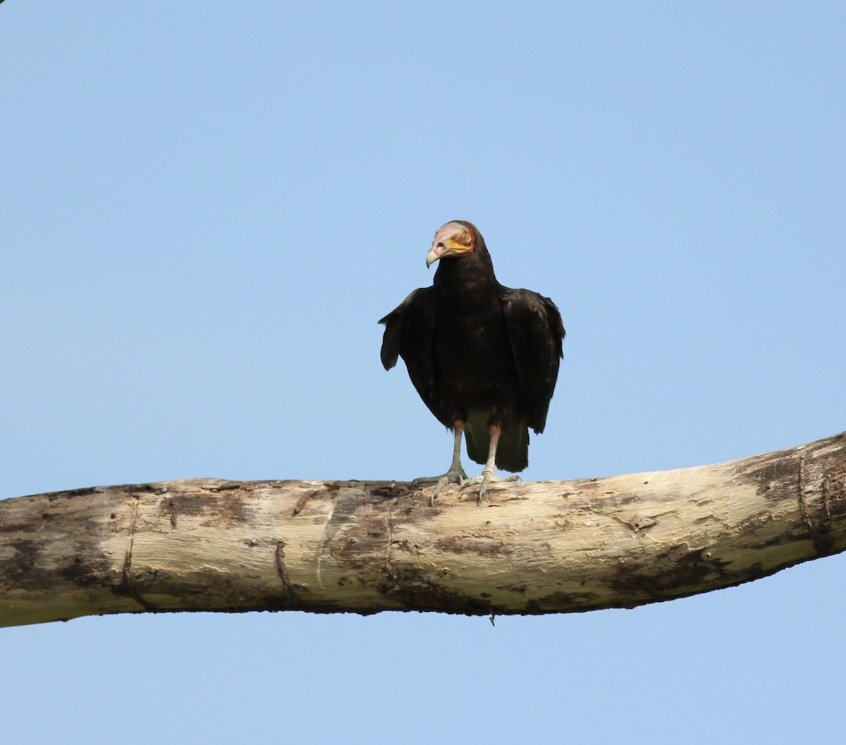 Lesser Yellow-headed Vulture - ML175575261