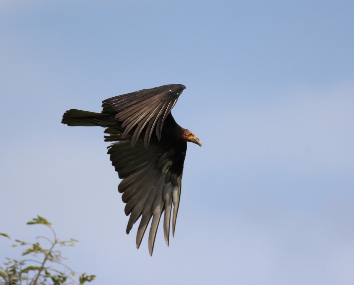 Lesser Yellow-headed Vulture - ML175575271