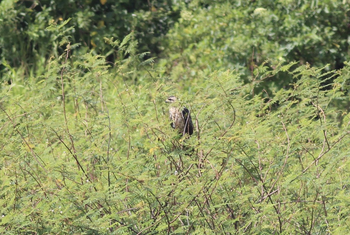 Black-collared Hawk - ML175575291