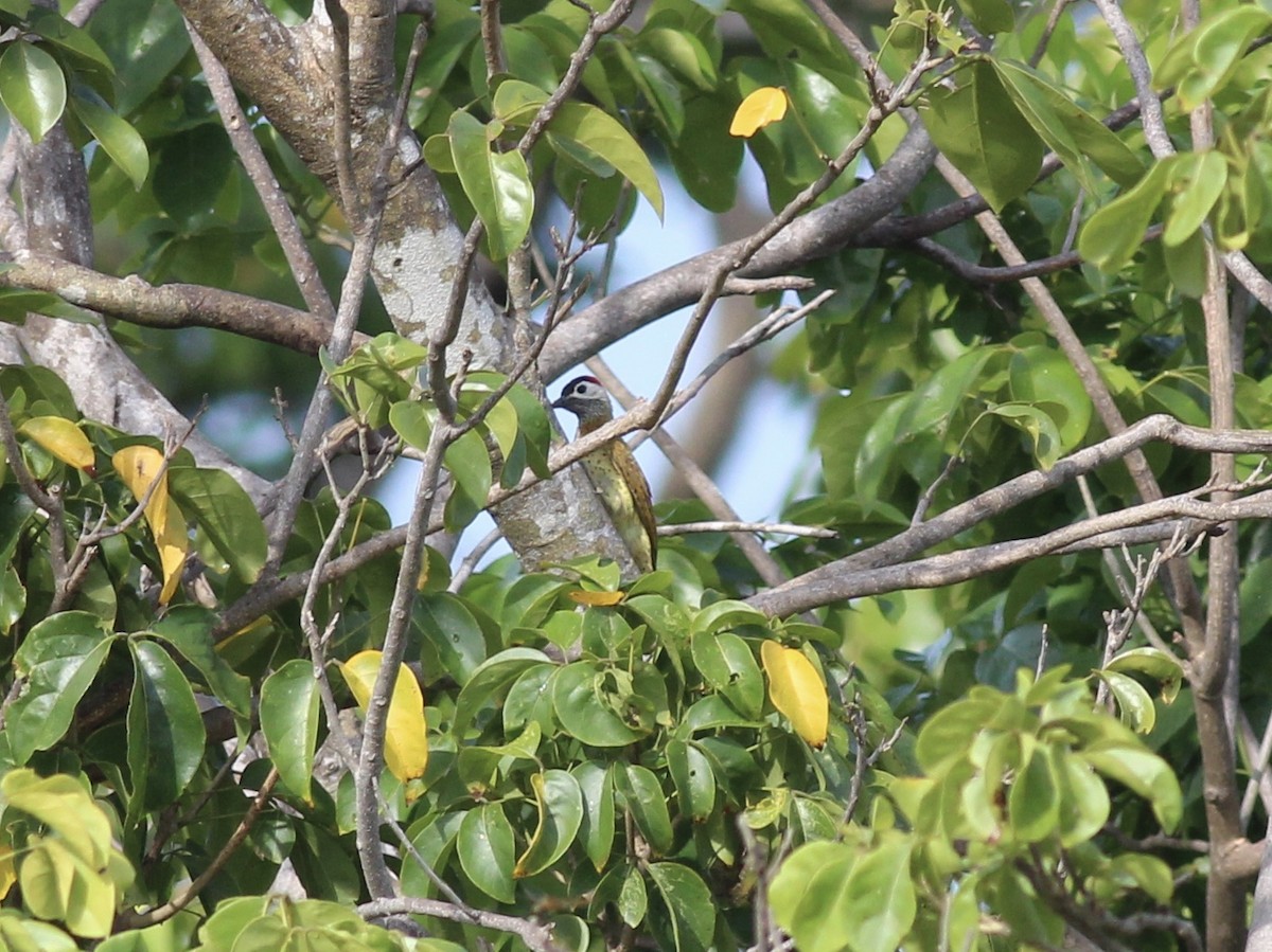 Spot-breasted Woodpecker - ML175575431