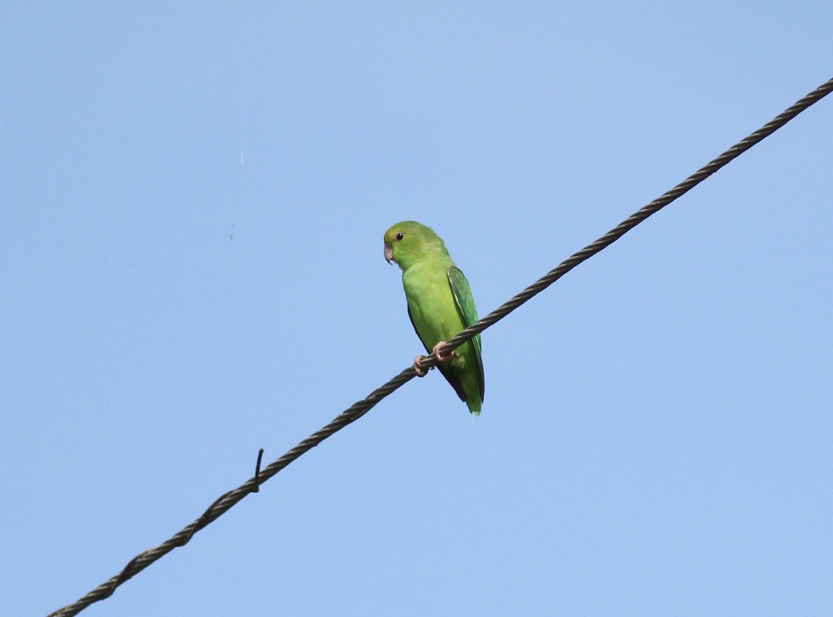 Green-rumped Parrotlet - ML175575451