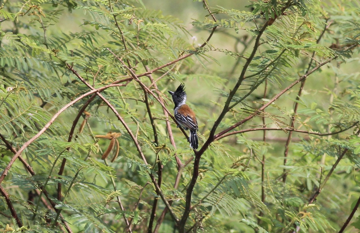 Black-crested Antshrike - ML175575531