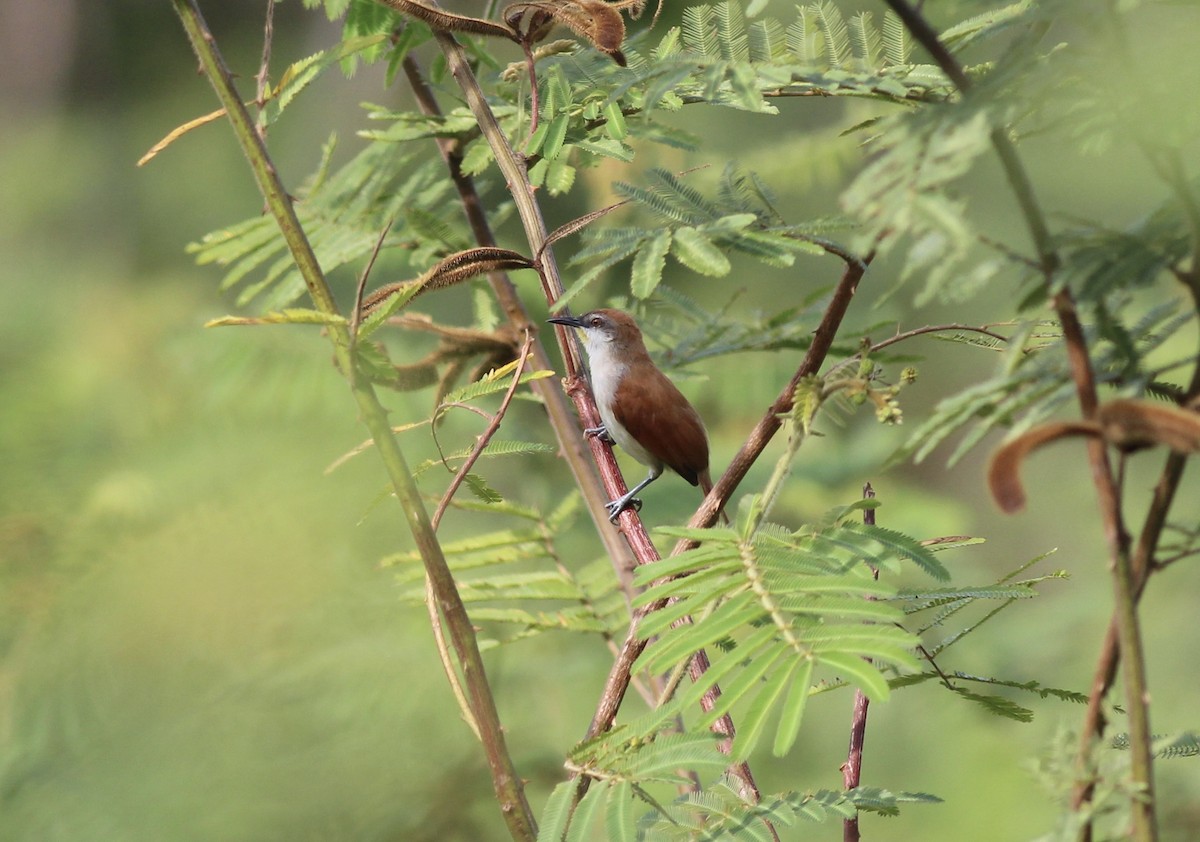 Yellow-chinned Spinetail - ML175575631