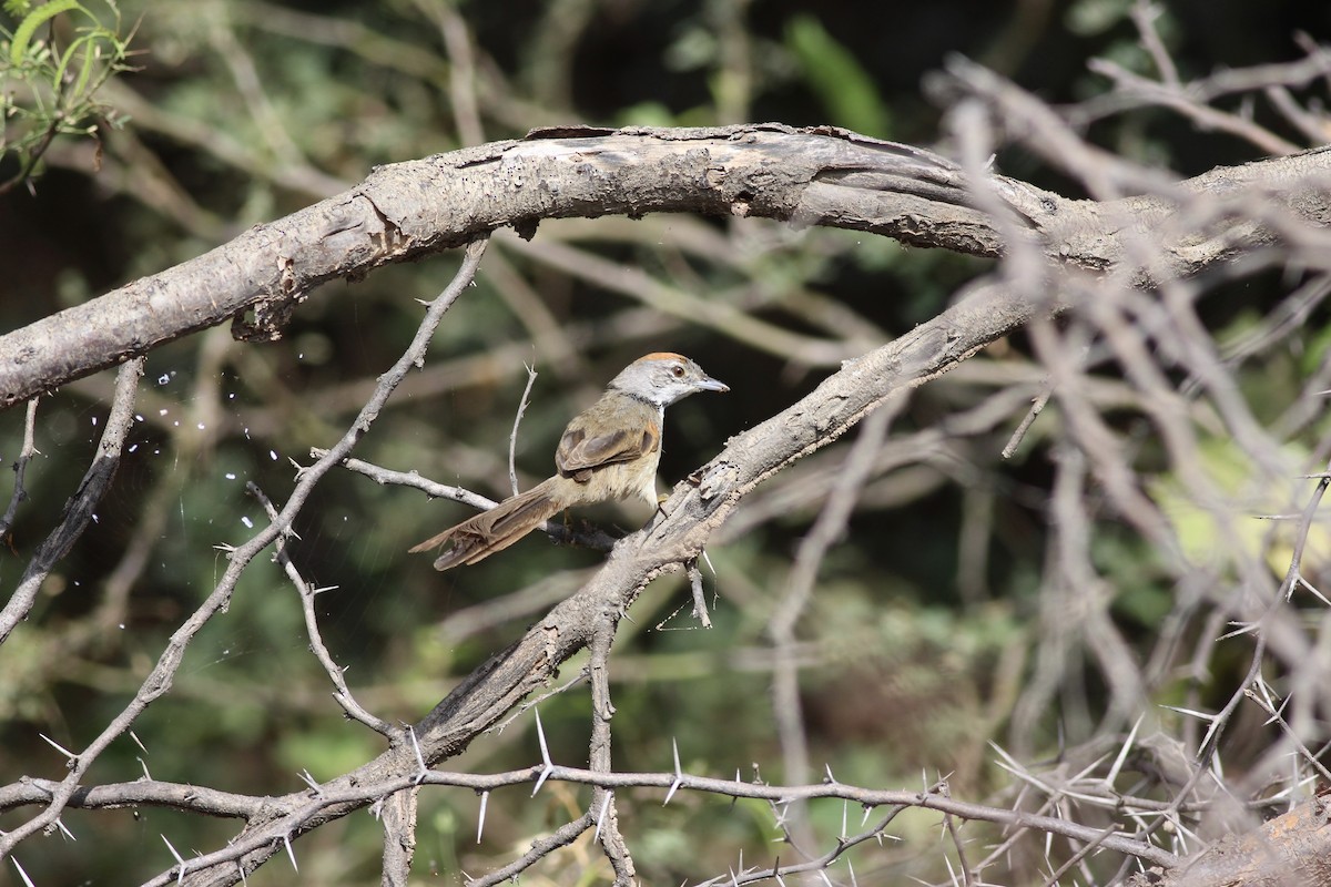 Pale-breasted Spinetail - ML175575771