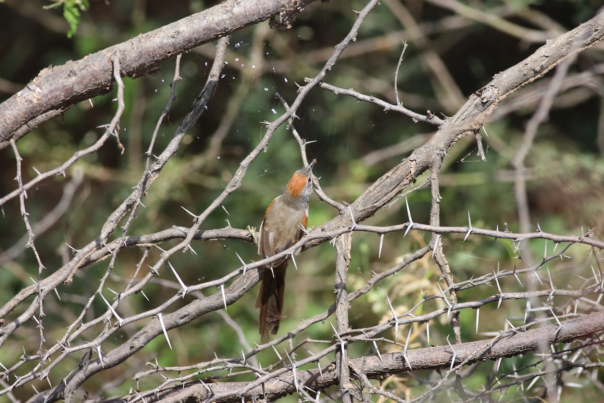 Pale-breasted Spinetail - ML175575781