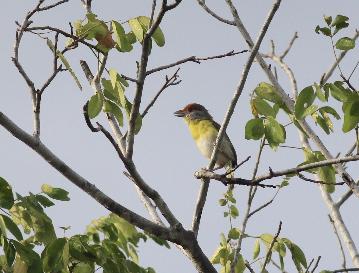 Rufous-browed Peppershrike - ML175575831