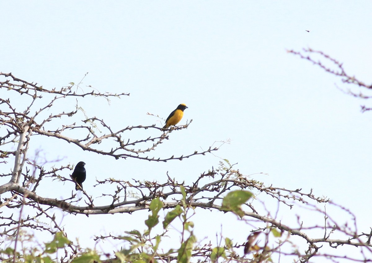 Trinidad Euphonia - ML175575881