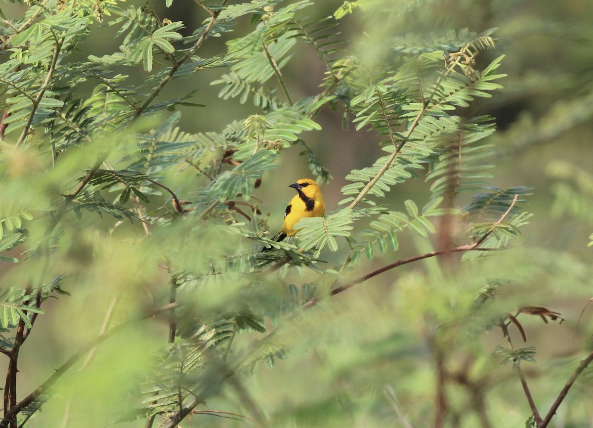 Oriole jaune - ML175575911