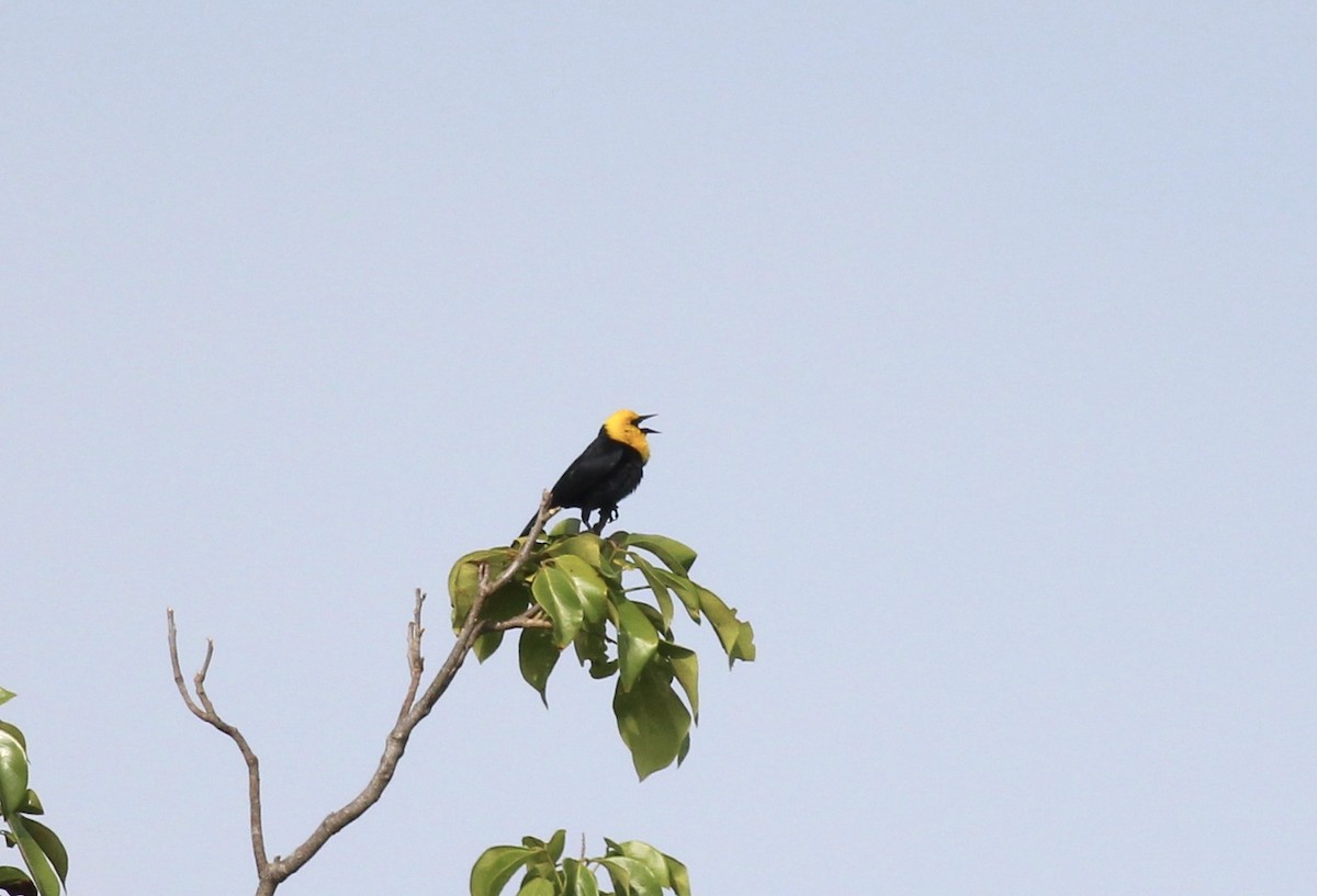 Yellow-hooded Blackbird - ML175575961
