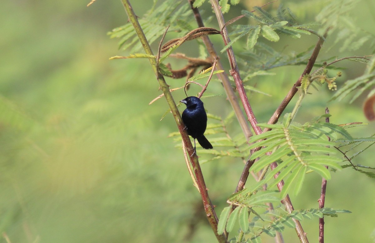 Jacarini noir - ML175576011