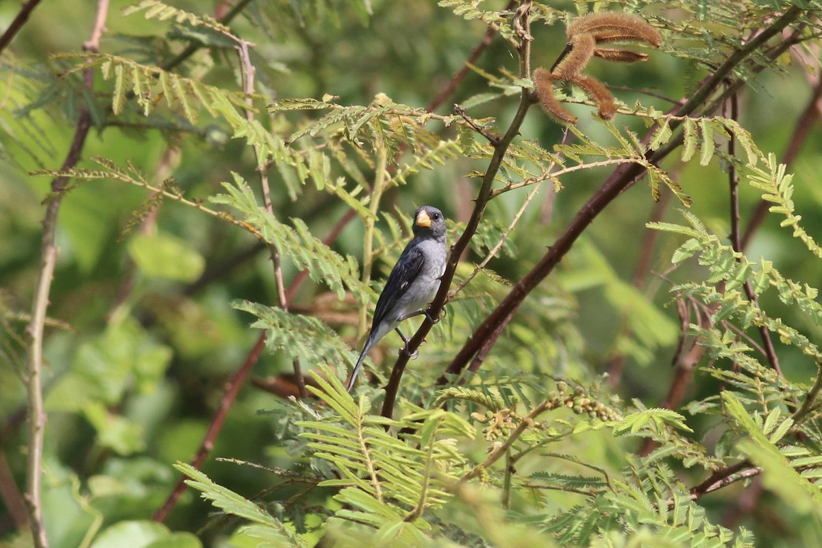 Gray Seedeater - ML175576081