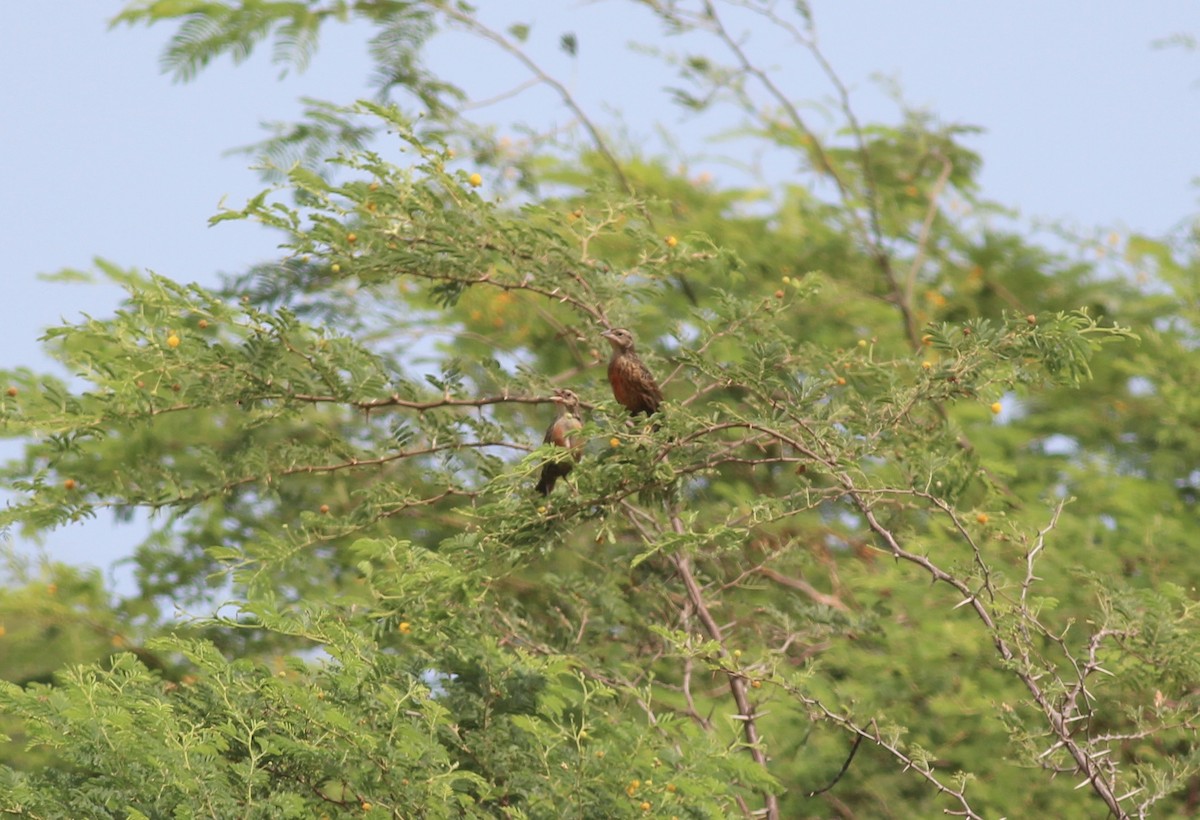 Red-breasted Meadowlark - ML175576321