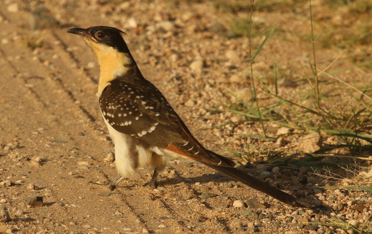 Great Spotted Cuckoo - ML175576781