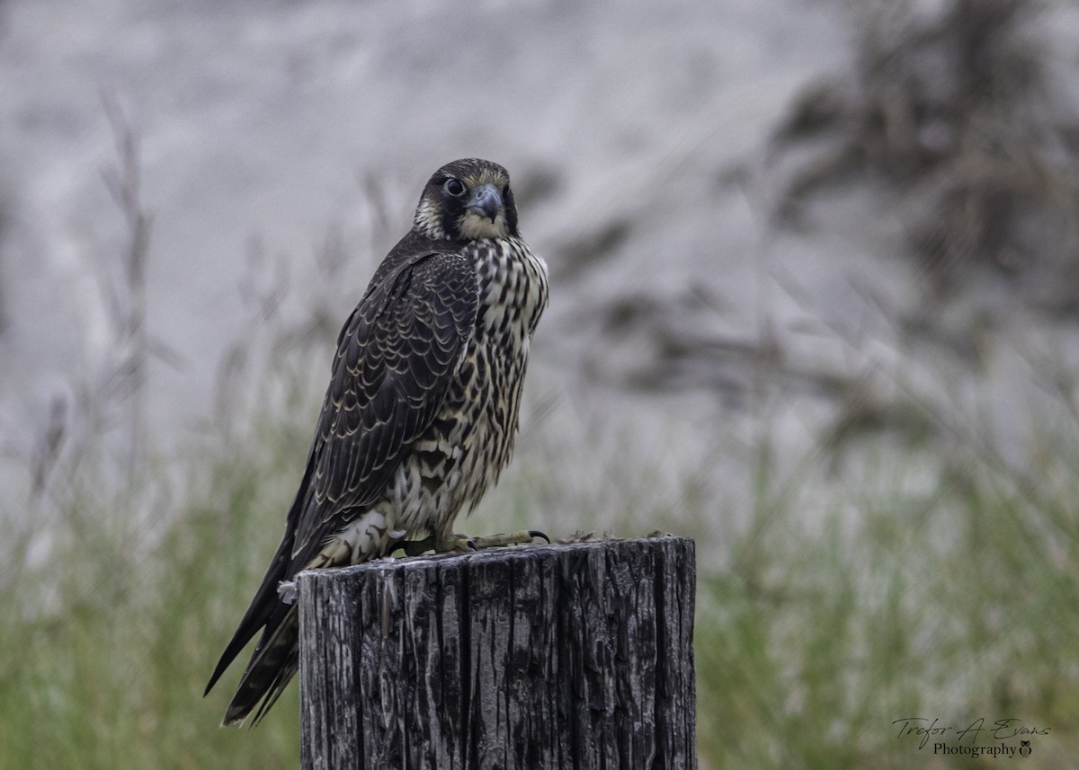 Peregrine Falcon - Trefor Evans