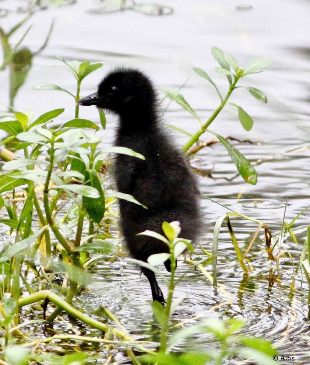 White-breasted Waterhen - Ains Priestman