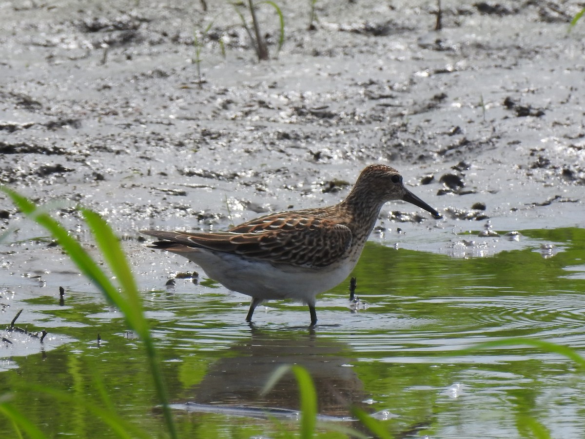 Pectoral Sandpiper - ML175577301
