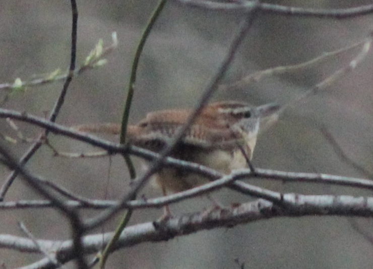 Carolina Wren - ML175578441