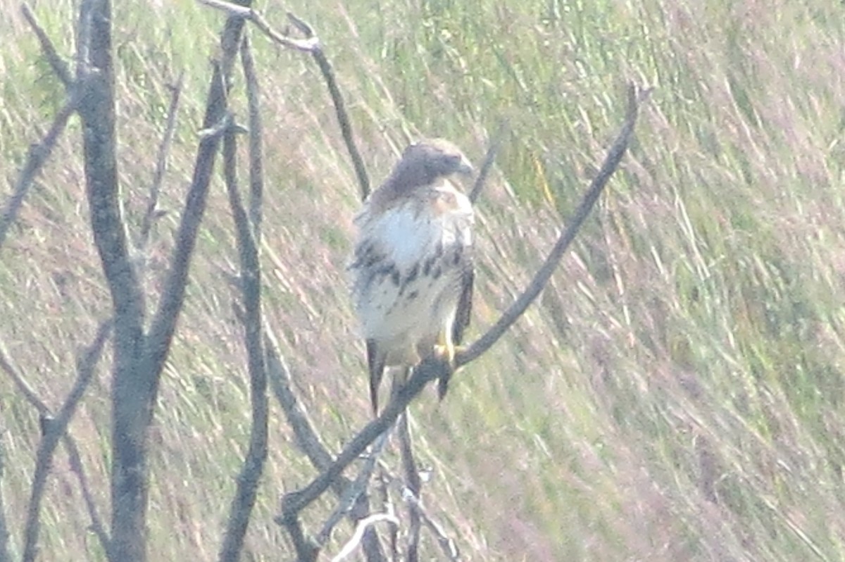 Red-tailed Hawk - ML175579401