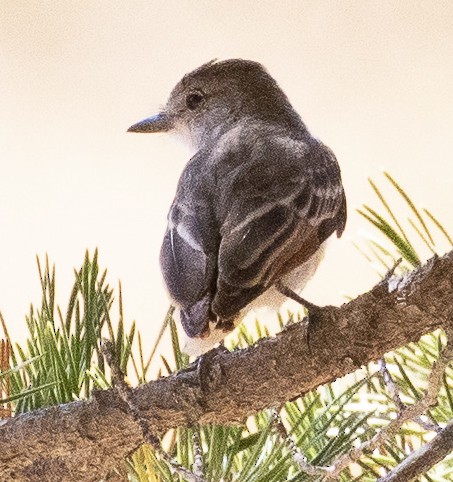 Ash-throated Flycatcher - Sylvia Wright