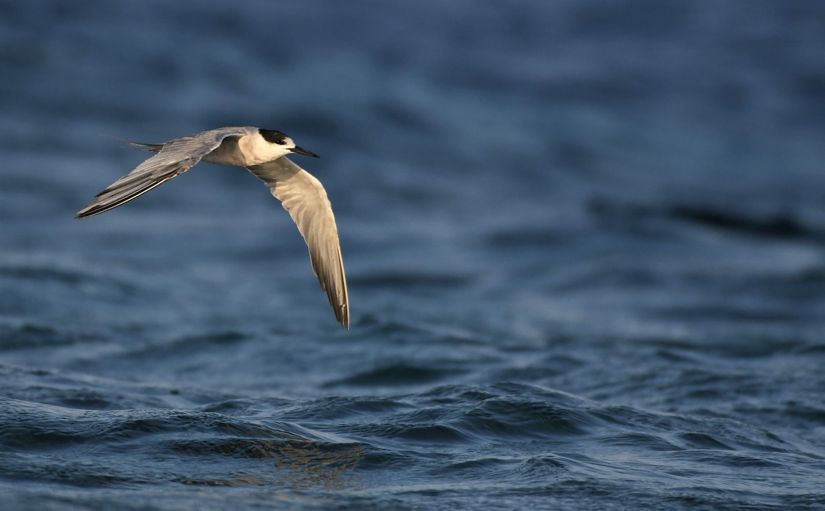 White-cheeked Tern - Lionel Xavier Horn