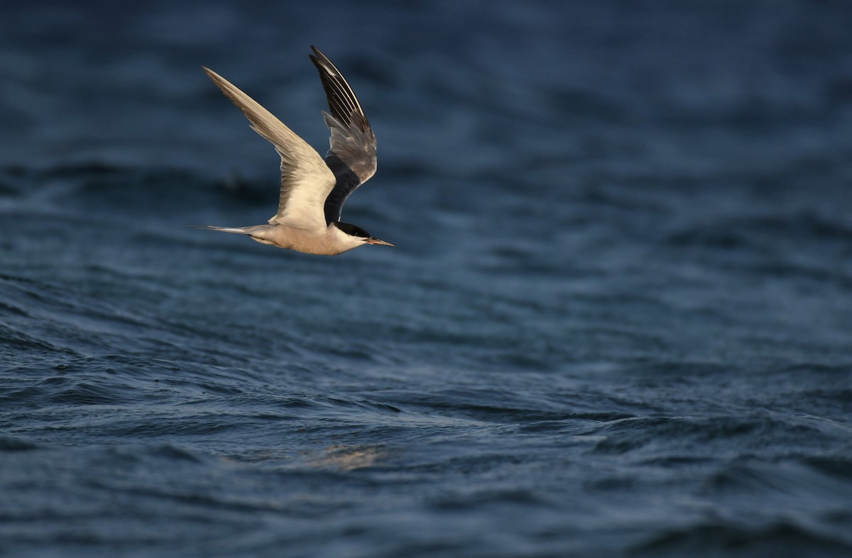 White-cheeked Tern - Lionel Xavier Horn