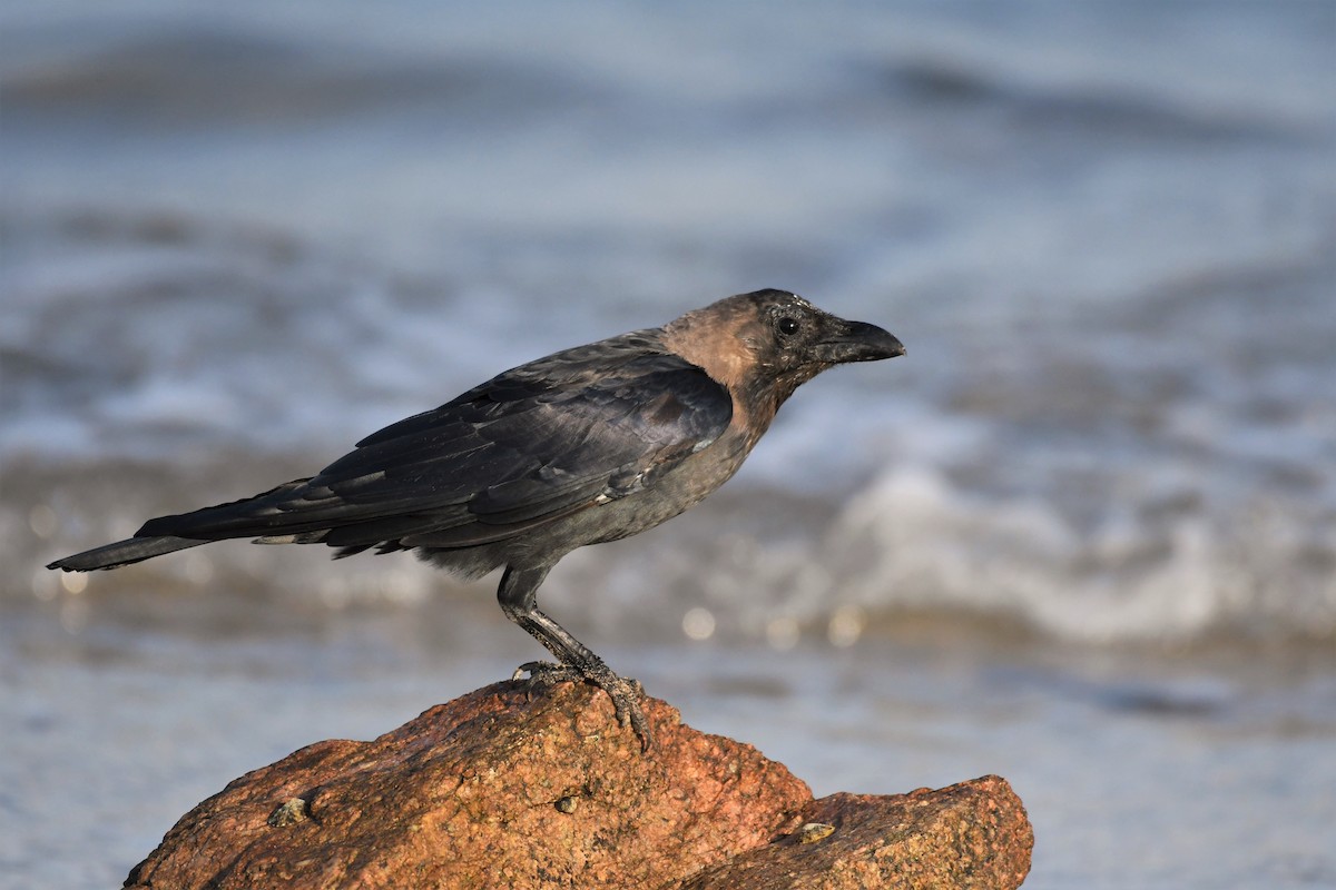 House Crow - ML175579671
