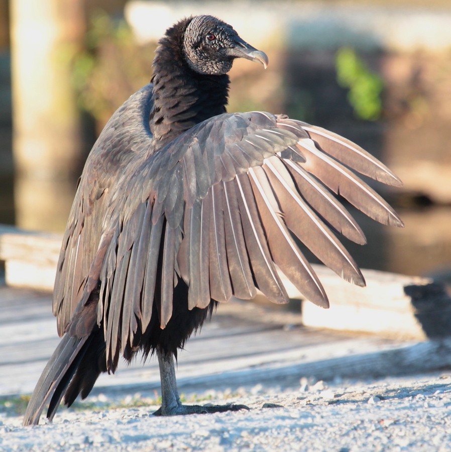 Black Vulture - ML175583501