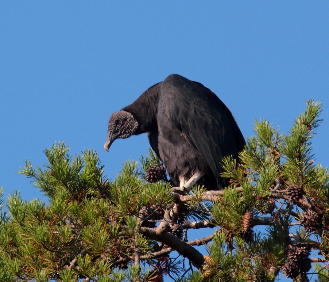 Black Vulture - ML175583541