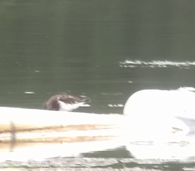 Black Turnstone - ML175583561