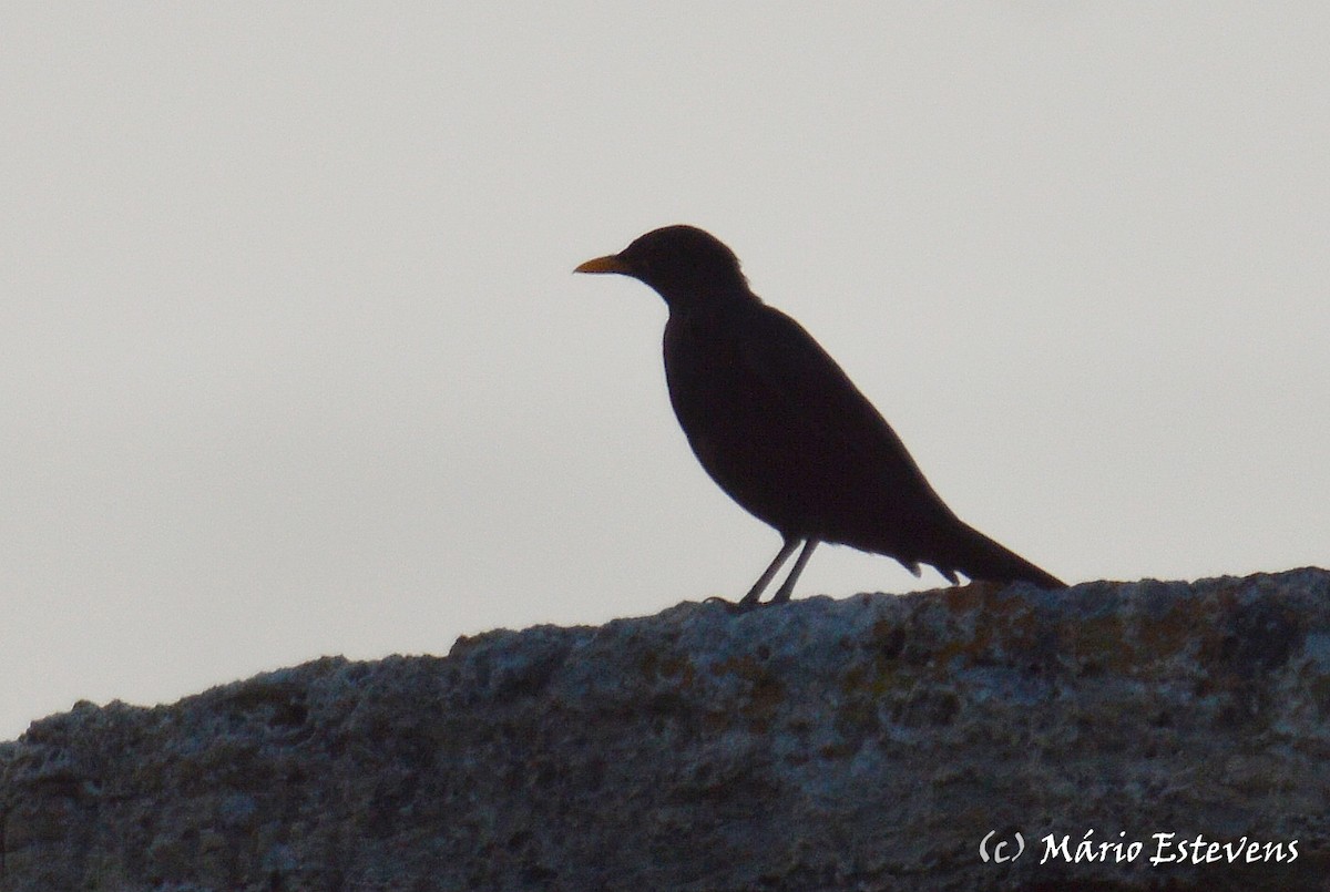 Eurasian Blackbird - ML175584891