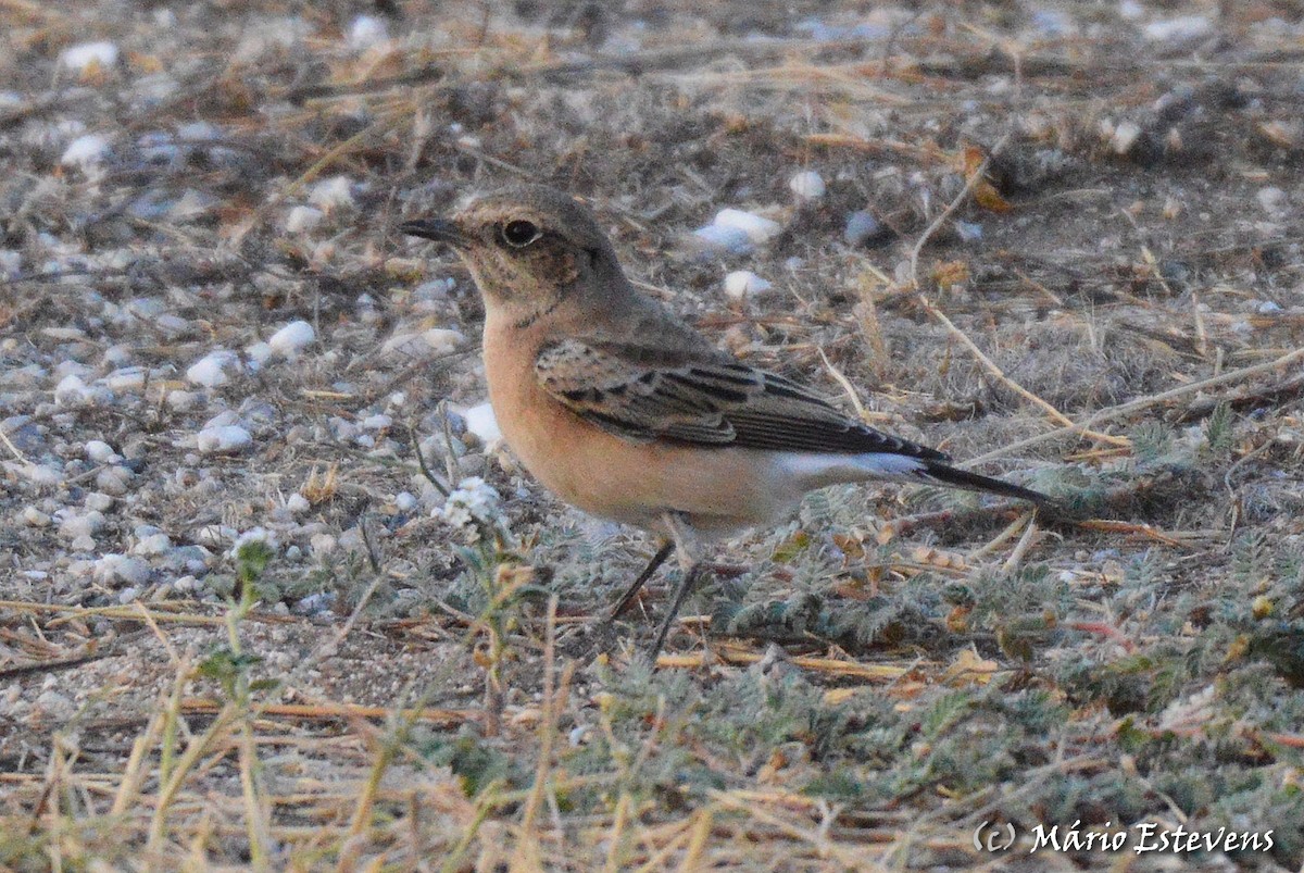 Eastern Black-eared Wheatear - ML175585031