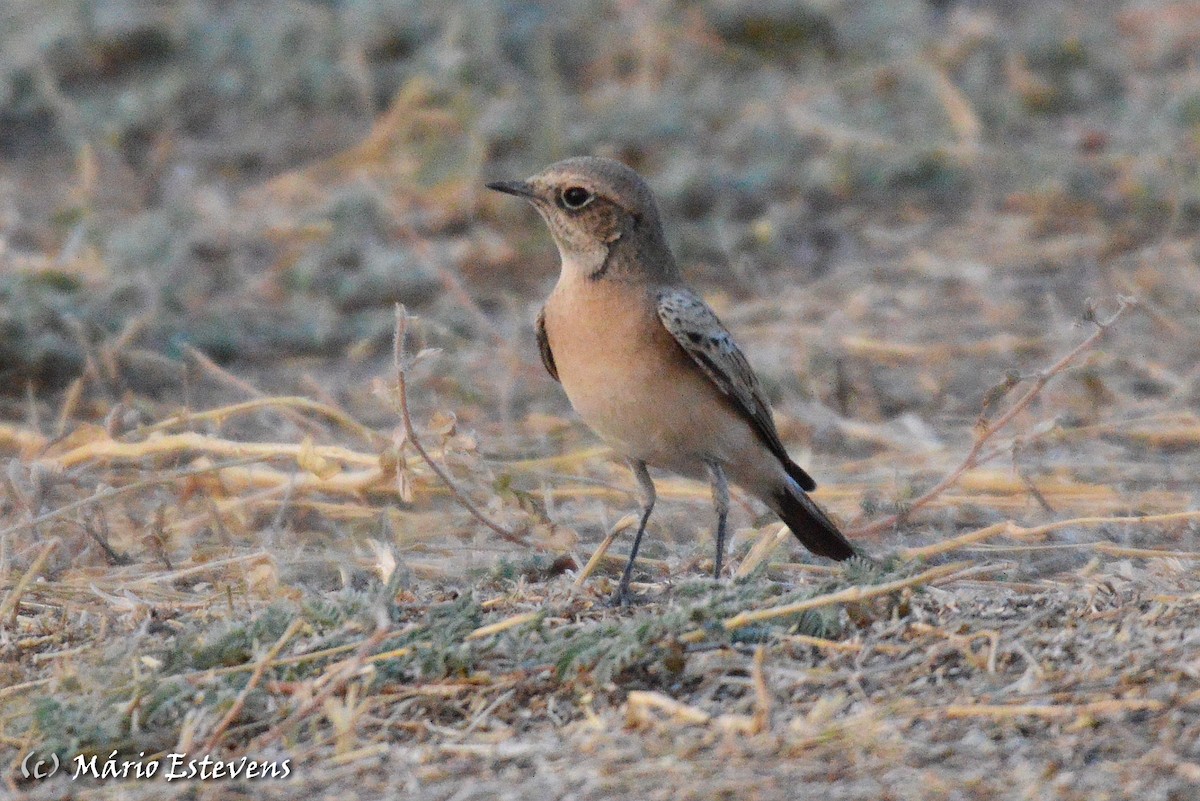 Eastern Black-eared Wheatear - ML175585051