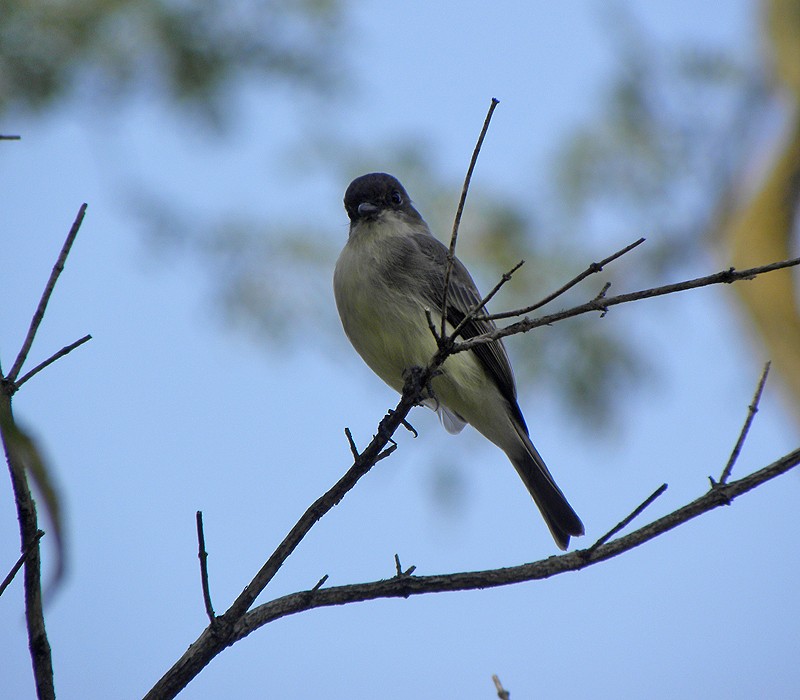 Eastern Phoebe - David Zmoda