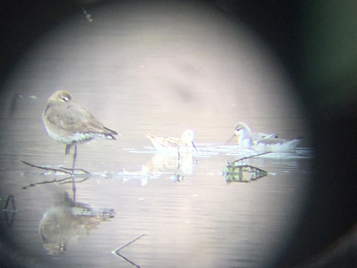 Hudsonian Godwit - ML175588441