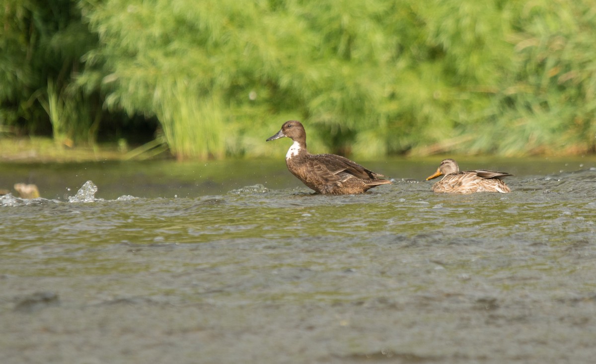 anatidé sp. (canard barboteur sp.) - ML175588721