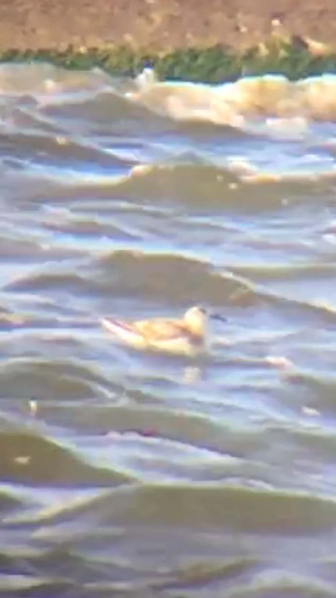 Red Phalarope - ML175588911