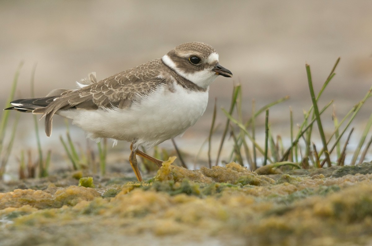 Semipalmated Plover - ML175589101