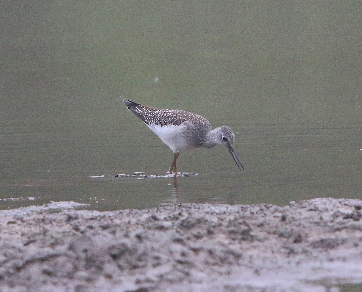 Lesser Yellowlegs - ML175589211