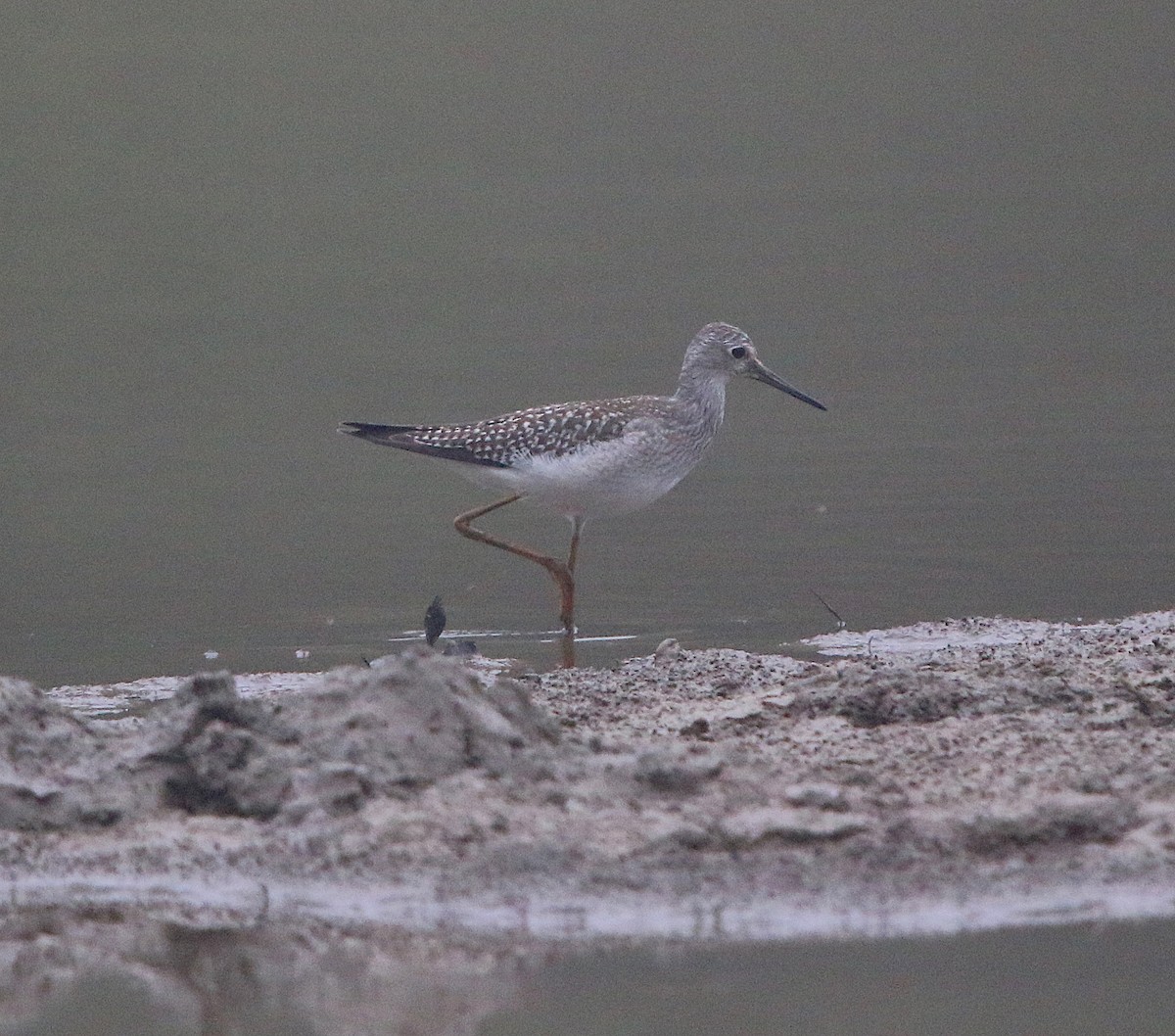 Lesser Yellowlegs - ML175589241