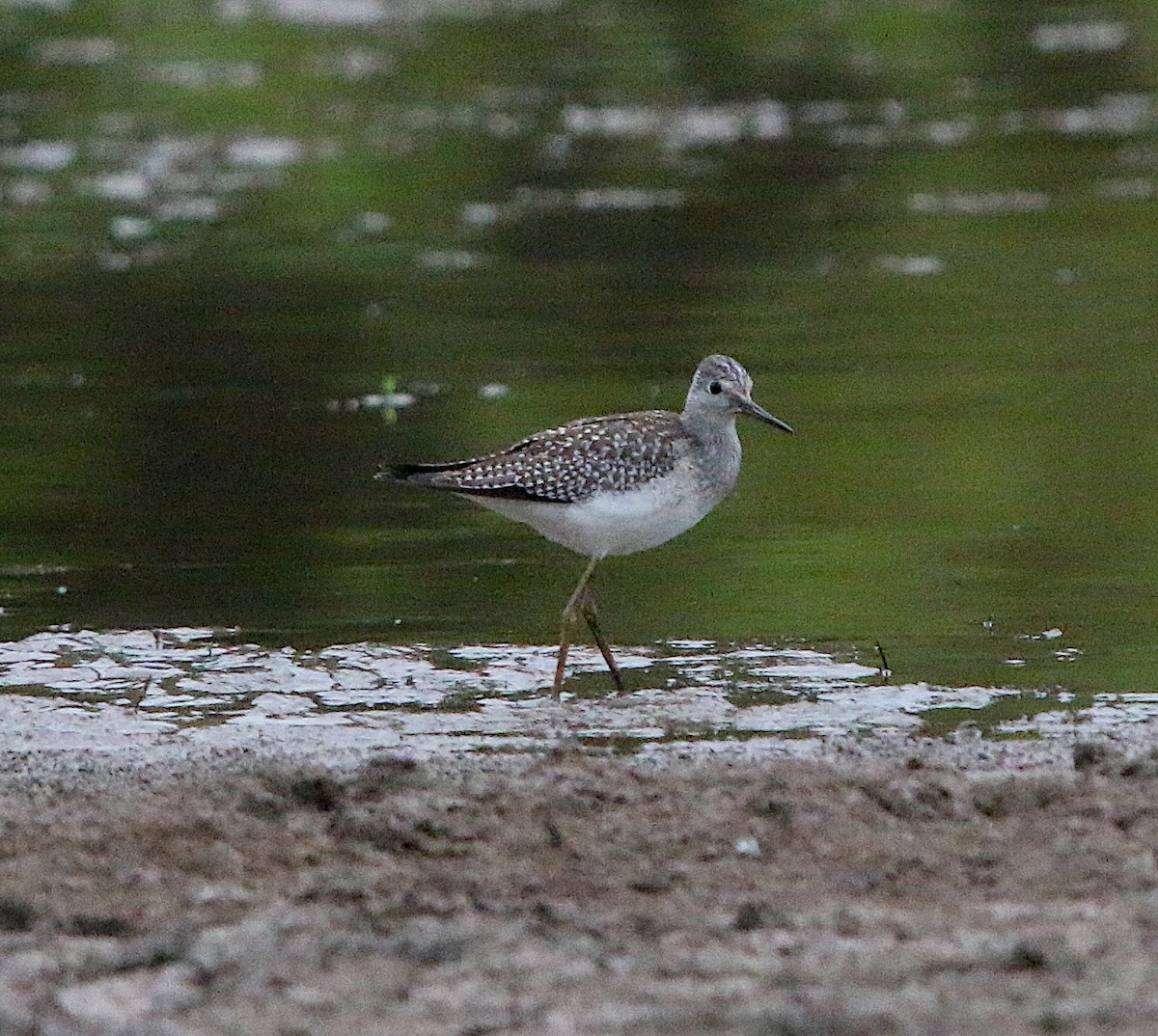 Lesser Yellowlegs - ML175589251