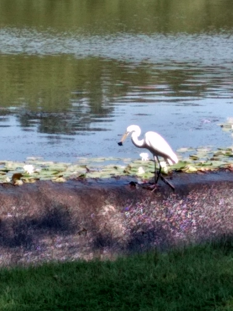 Great Egret - ML175590331