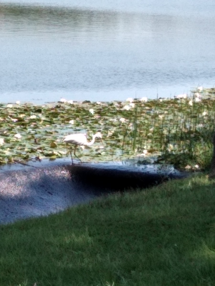 Great Egret - ML175590381