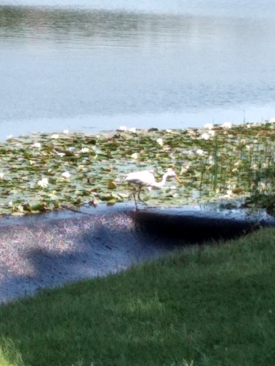 Great Egret - ML175590411