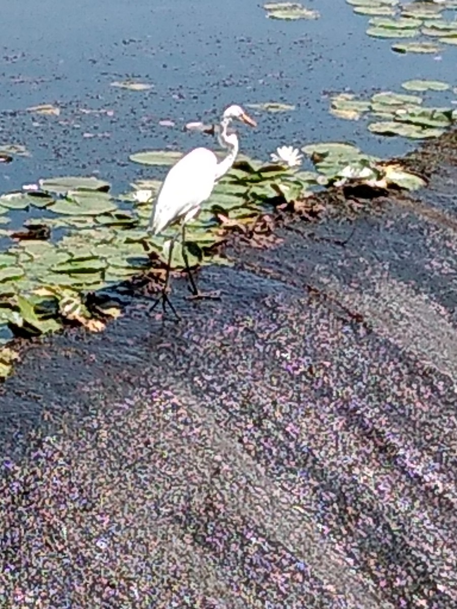 Great Egret - ML175590441