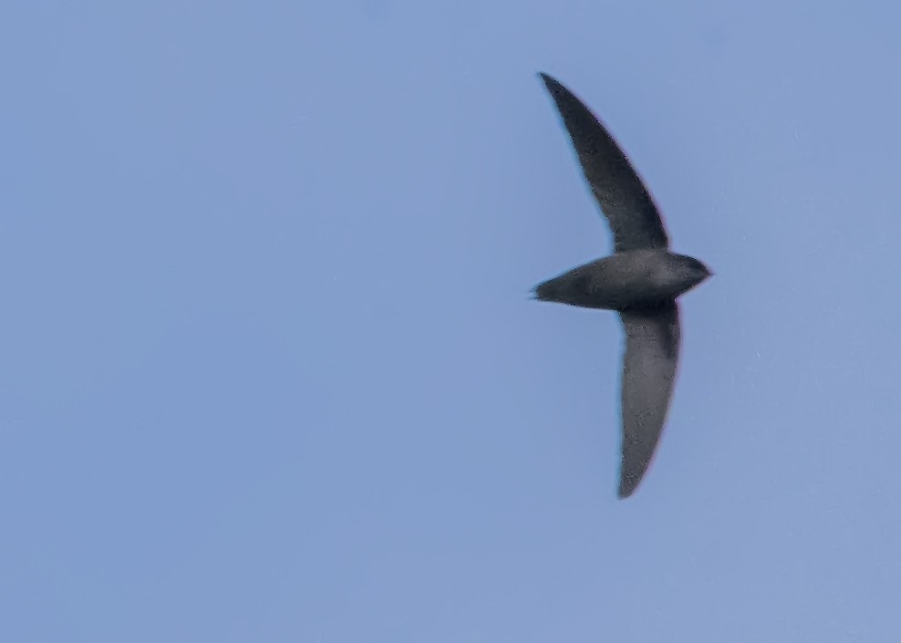 Голкохвіст сірочеревий - ML175590551