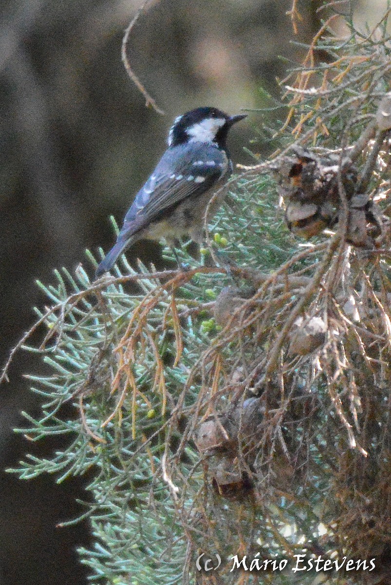 Coal Tit - ML175590851