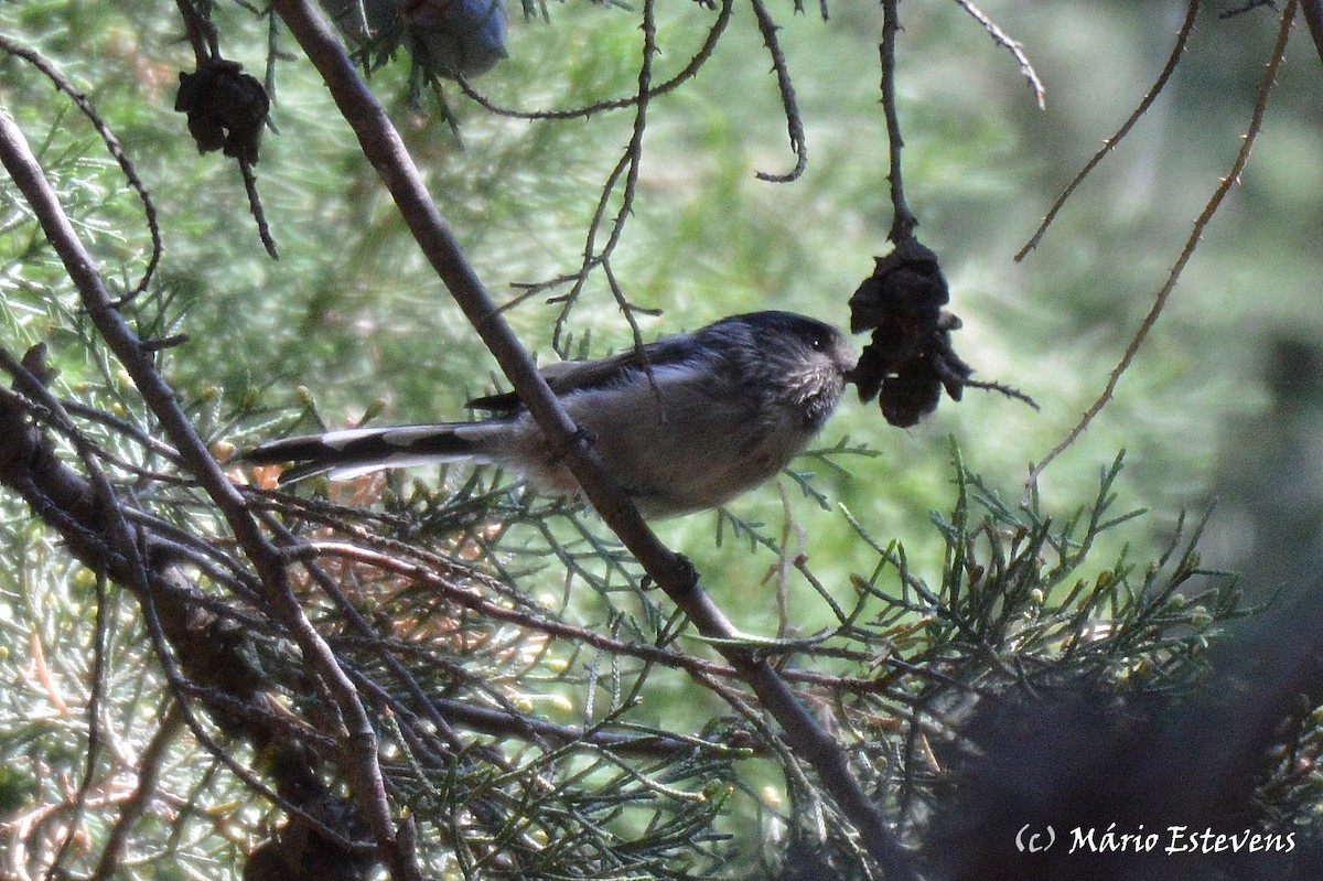 Long-tailed Tit - ML175590861