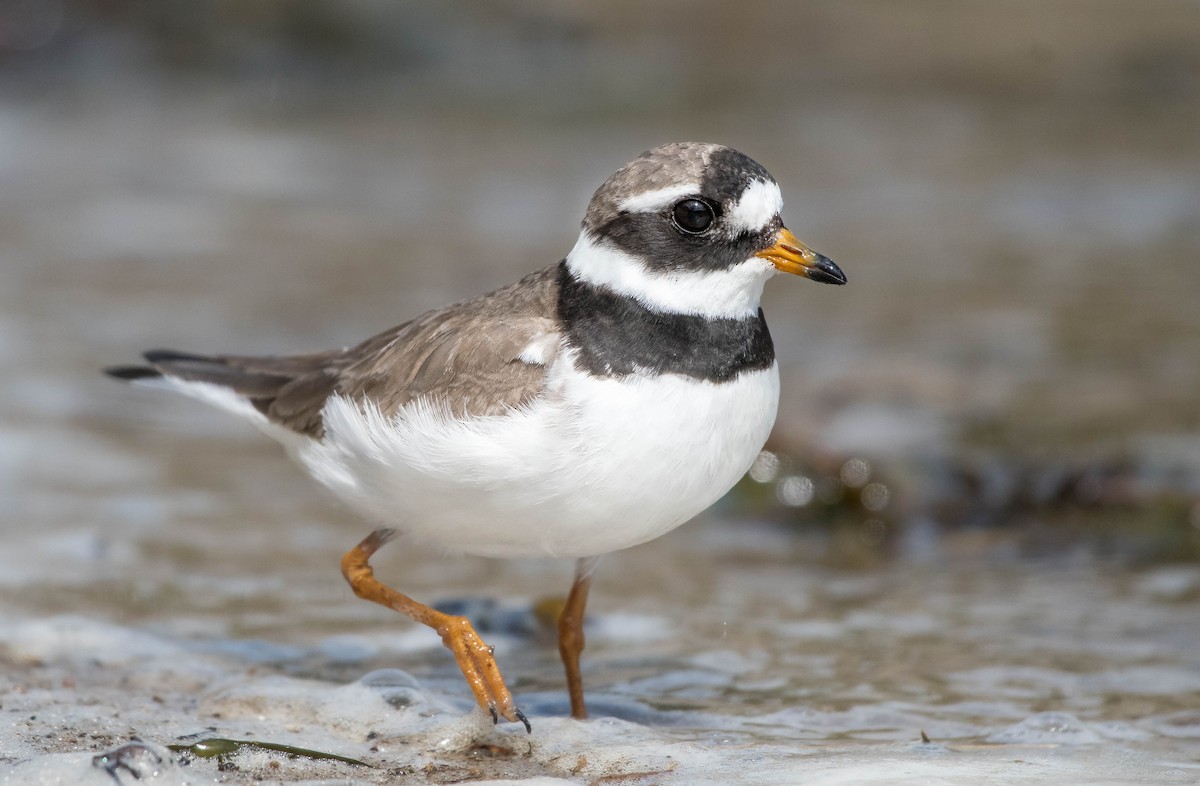 Common Ringed Plover - ML175591181